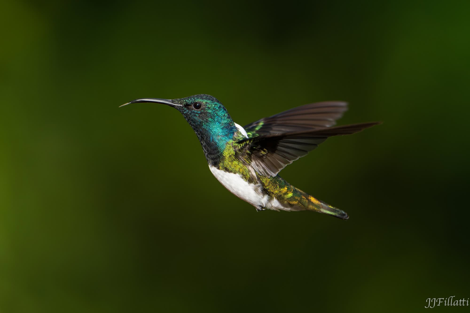 bird of colombia image 73